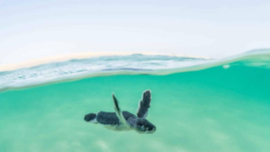 AMALA Marine Environmental Monitoring Project